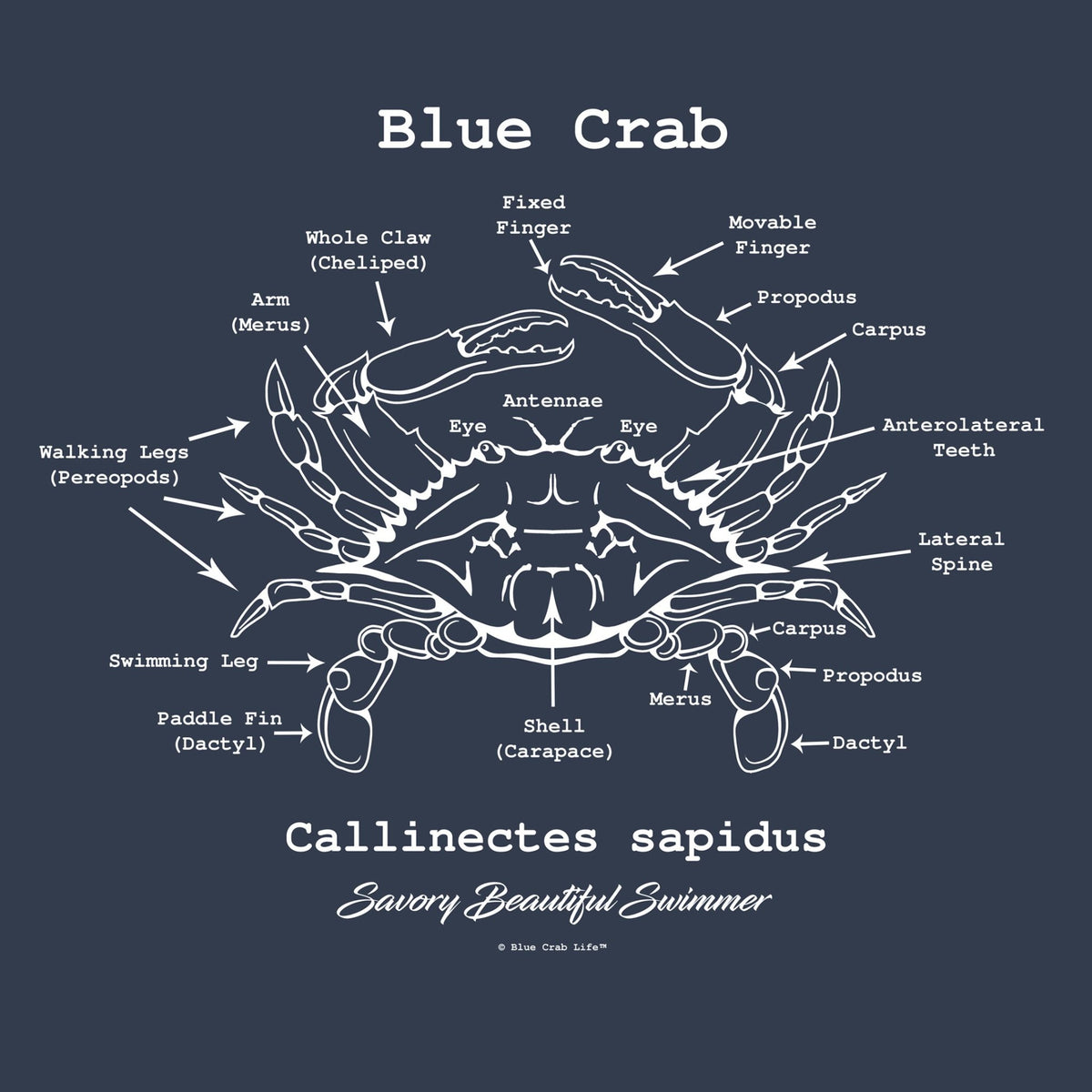 Blue Crab Anatomy T Shirt, Chesapeake Bay Shirt, Crab Fishing Shirt, Marine  Biologist Shirt, Blue Crab Art, Original Blue Crab Drawing 